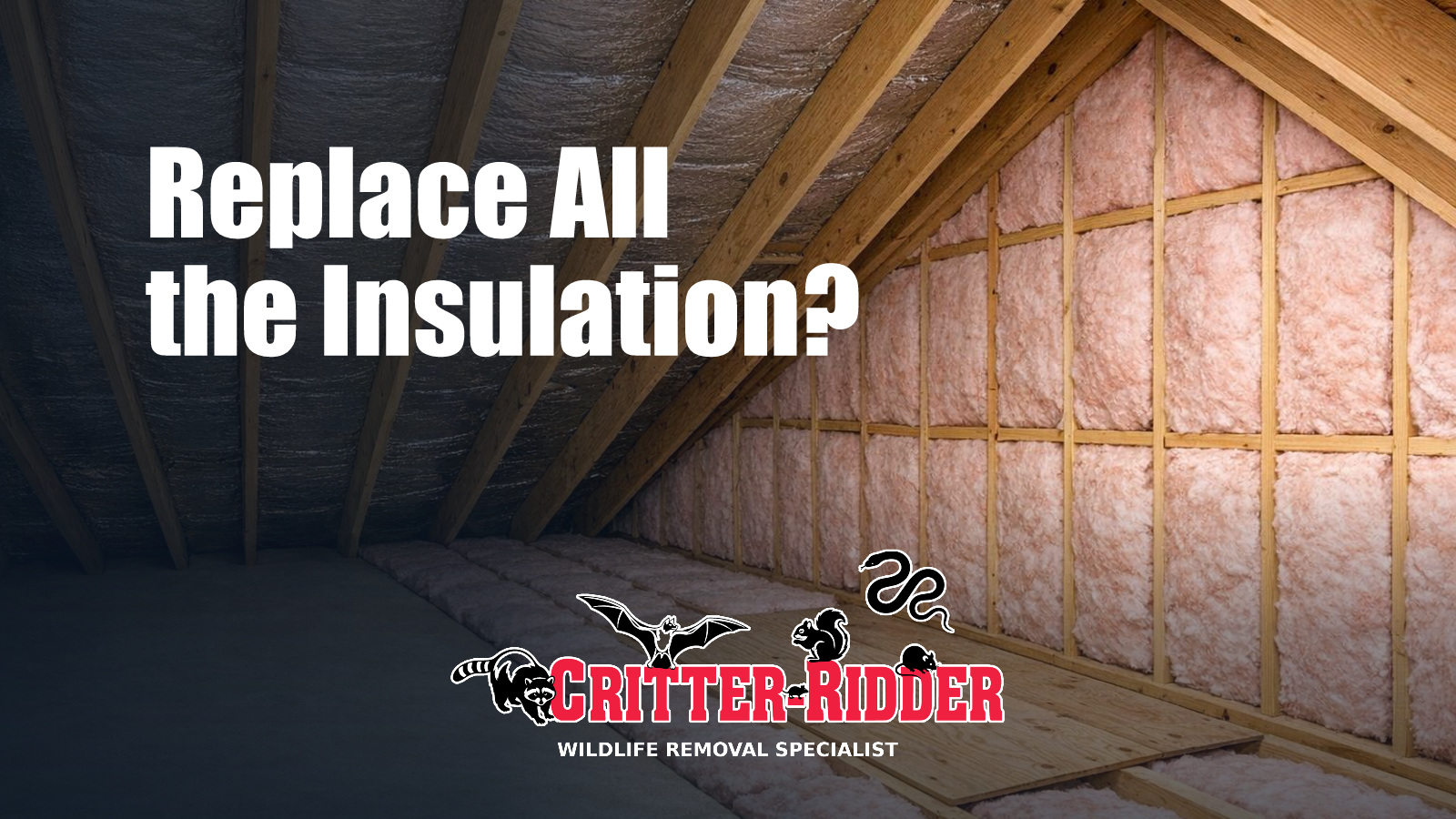 A generic editorial illustration showing a clean attic with intact insulation throughout, free from visible contamination or cleanup activity.