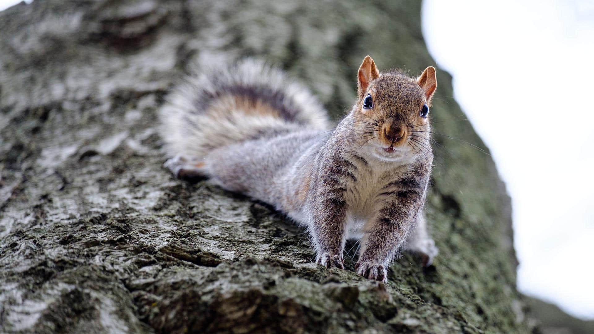 Eastern gray squirrel standing on a tree trunk