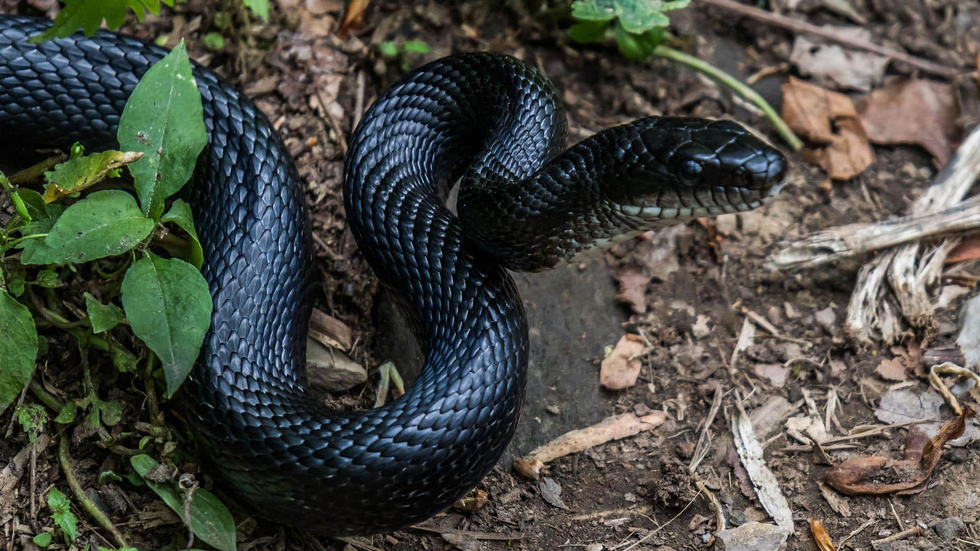 Black rat snake resting among leaves and ground cover