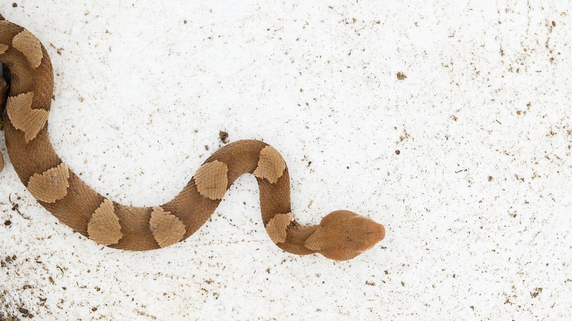 Copperhead snake viewed safely from above